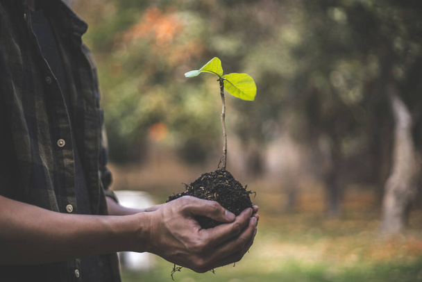 若い男は木を植える準備のために苗を持っていました,環境を保全または愛するか、土壌を維持,空気に酸素を追加するために木を植える,命の概念を救う世界を救う. - 写真・画像