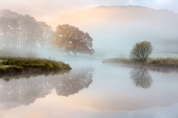 Большой дуб с осенними красками, отражающимися в туманной реке, когда солнце горит в тумане. Река Братхей, Озерный округ, Великобритания. - Фото, изображение