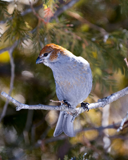 Pine Grosbeak close-up profile view, gelegen op ceder boomtak met een wazige achtergrond in zijn omgeving en habitat. Afbeelding. Afbeelding. Portret. Groeisnavel Gratis Stock Foto. - Foto, afbeelding