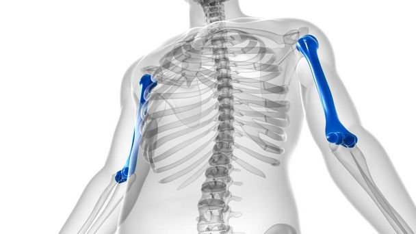Anatomia do esqueleto humano Renderização do osso do úmero 3D para o conceito médico - Foto, Imagem
