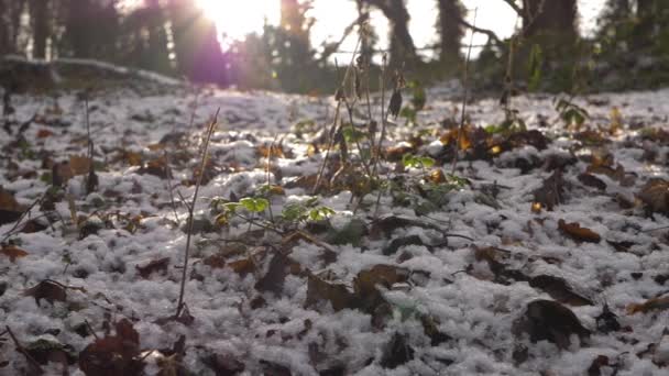 Piso de floresta com folhas de outono cobertas de gelo e neve no inverno - Filmagem, Vídeo