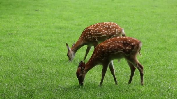 Junge Hirsche grasen im Sommer im Gras - Filmmaterial, Video