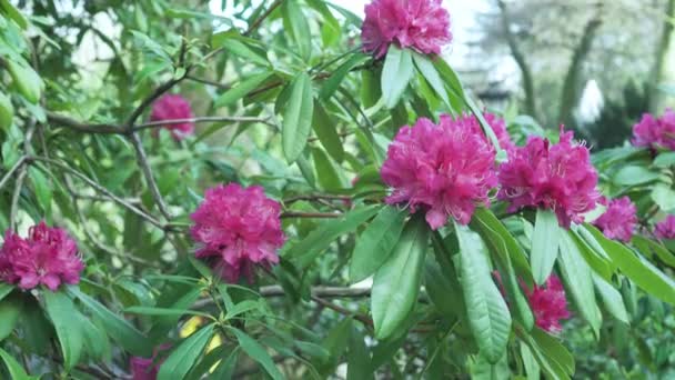 Blooming pink rhododendron in a public park with a fountain and car traffic in blur - Video