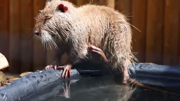 Young nutria water rodent washes - Footage, Video