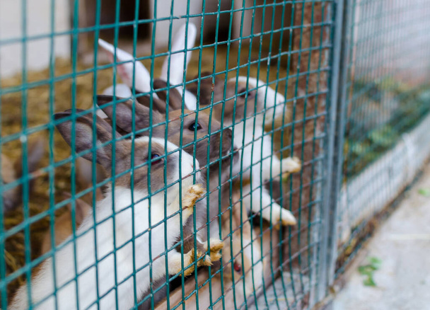 Cute coelhos de cor pequena à espera de comida na vista exterior da célula - Foto, Imagem