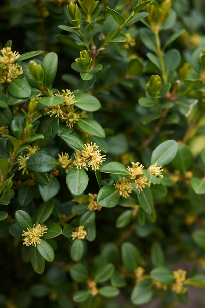 Buxus sempervirens in bloo - Photo, Image