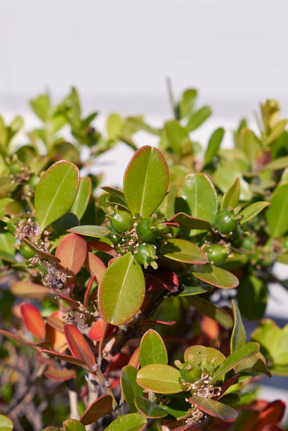 Buxus microphylla de cerca con fruta fresca - Foto, imagen