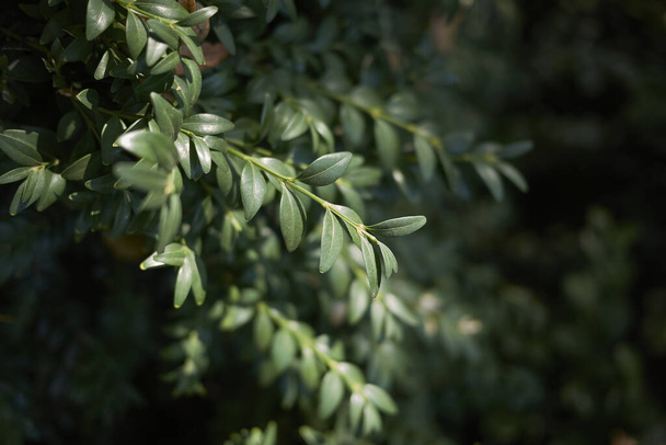 follaje siempreverde del arbusto de Buxus sempervirens - Foto, Imagen