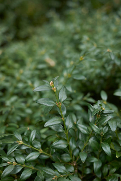 evergreen foliage of Buxus sempervirens shrub - Photo, Image