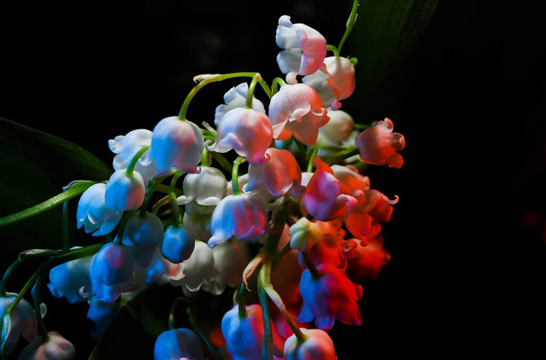 Convallaria majalis (vadideki zambak), zambak çiçeği düğünlerde kullanıldı ve çok pahalı olabilir. Uluslararası İşçi Bayramı 'nda vadi zambağı satmak Fransa' da bir gelenek haline geldi. - Fotoğraf, Görsel