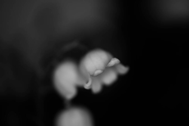 Convallaria majalis (lily of the various), lily of the various использовался на свадьбах и может быть очень дорогим. во Франции стало традицией продавать лилии долины в Международный день труда - Фото, изображение