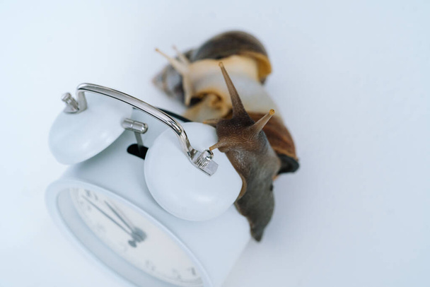 White achatina snail with dark shell crawling near white alarm clock on white background with shadow. Clock and giant african snail Achatina fulica on table. Deadline concept and slow current time. - Photo, Image