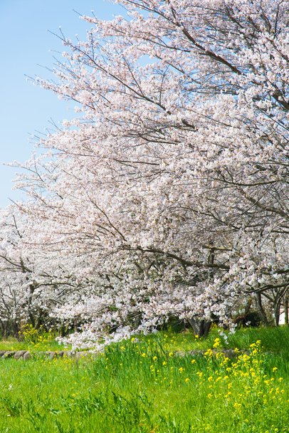 Kirsikankukat täydessä kukassa
 - Valokuva, kuva