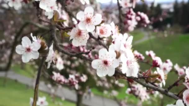 美しいプルヌス・セラシフェラの花が咲く庭で閉じます - 映像、動画