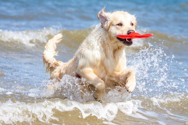 złoty pies myśliwski na plaży - Zdjęcie, obraz
