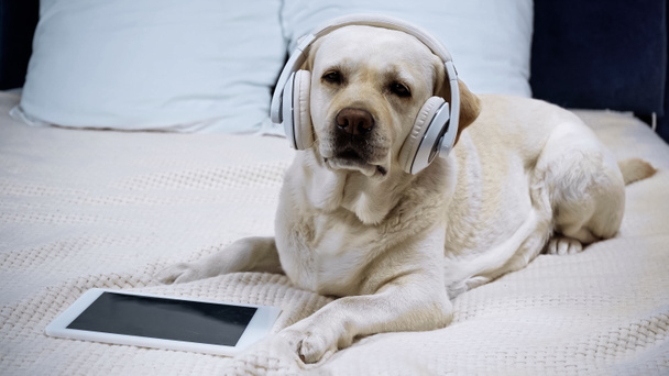 Kablosuz kulaklıklı golden retriever boş ekranlı dijital tabletin yanında yatıyor. - Fotoğraf, Görsel