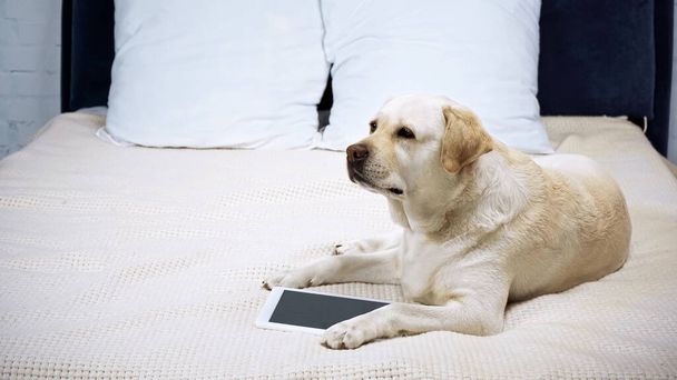 golden retriever sdraiato vicino al tablet digitale con schermo bianco  - Foto, immagini