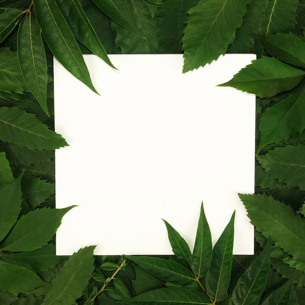       Kare şeklindeki plaka yeşil yaprakların çerçevesinde biyolojik olarak çözülebilir ekolojik çanak                           - Fotoğraf, Görsel