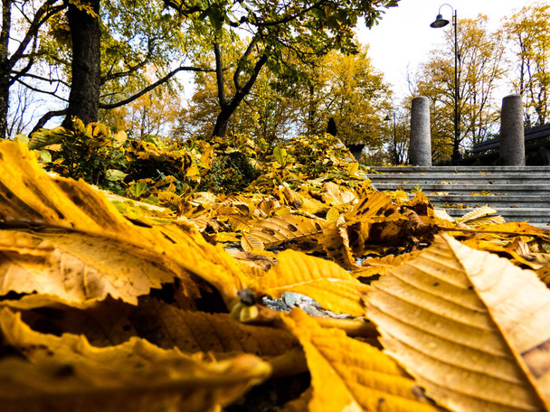 Riga, Letonya. Fotoğraf Grizinkalns Park 'ta çekildi. Sonbaharda park et ve yedek bırak. Sonbahar arkaplanı. Sonbahar ormanı. Yere düşen yapraklar. Sarı sonbahar ormanı - Fotoğraf, Görsel