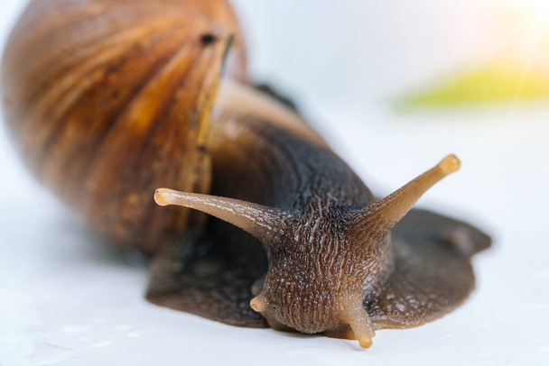 White achatina snail with dark shell crawling near white alarm clock on white background with shadow. Clock and giant african snail Achatina fulica on table. Deadline concept and slow current time. - Photo, Image