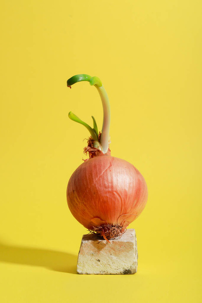 onion minimal food minimal styling - 写真・画像