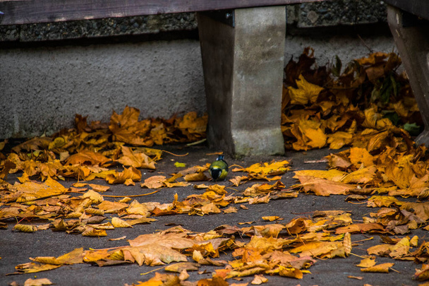 Riga, Lotyšsko. Fotografie pořízená v parku Grizinkalns. Zaparkujte na podzim a lavičku. podzimní pozadí. Podzimní les. Padlé listí na zem. Žlutý podzimní les - Fotografie, Obrázek