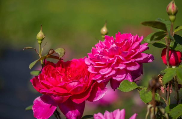 As flores da rosa selvagem Medicinal. Florescendo Wild Rose Bush. Rose flores do quadril close-up. - Foto, Imagem