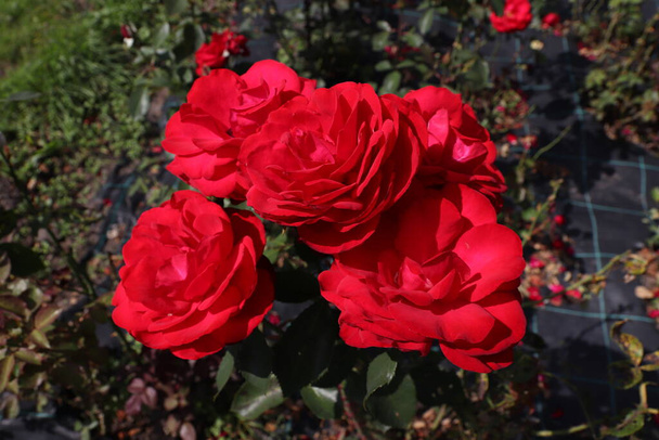 De Bloemen van Wild Rose Medicinal. Bloeiende wilde roos Bush. Rozenbottel bloemen close-up. - Foto, afbeelding