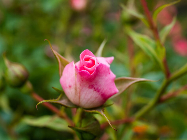 A vadrózsa virágai. Virágzó vadrózsa bokor. Rózsa csípő virágok közelkép. - Fotó, kép