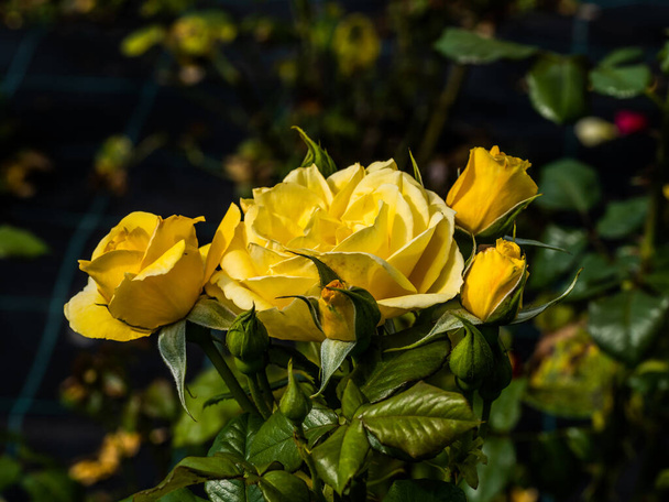 Les Fleurs de Rose Sauvage Médicinale. La floraison de la Rose sauvage Bush. Rose fleurs de la hanche gros plan. - Photo, image