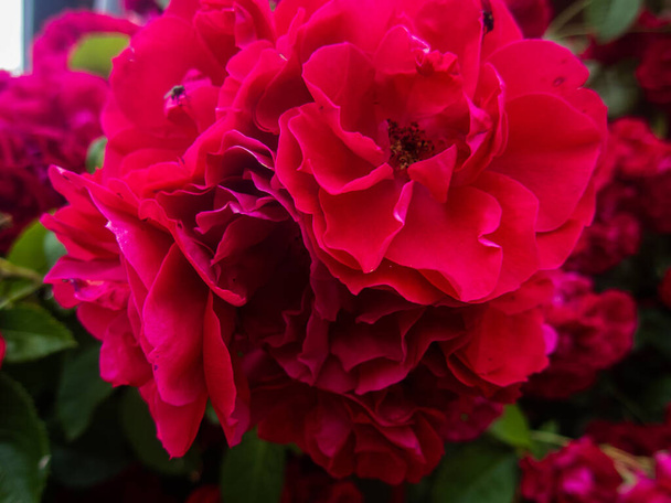 Τα λουλούδια των φαρμάκων Wild Rose. 'γριο Τριαντάφυλλο Μπους. Τριανταφυλλιά κοντά. - Φωτογραφία, εικόνα