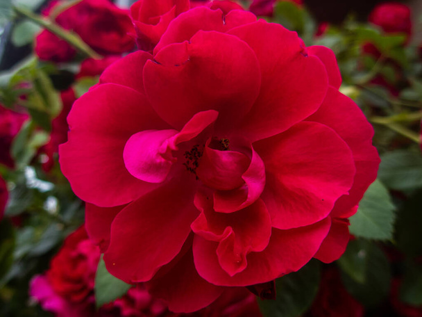 The Flowers Of Wild Rose Medicinal (en inglés). Floreciente Wild Rose Bush. Flores de rosa mosqueta primer plano. - Foto, imagen