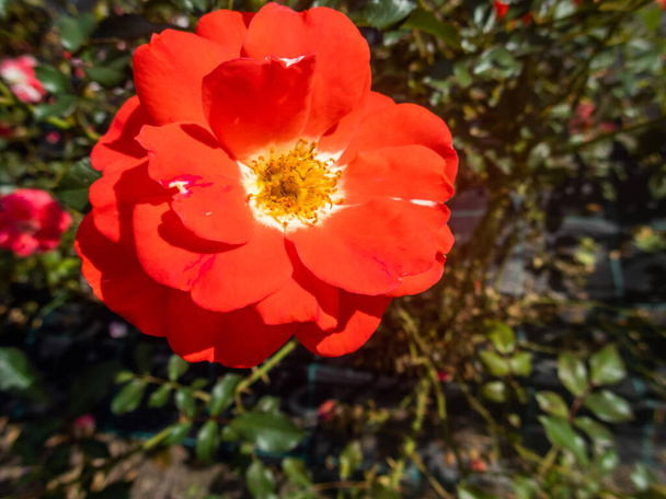 The Flowers Of Wild Rose Medicinal (en inglés). Floreciente Wild Rose Bush. Flores de rosa mosqueta primer plano. - Foto, imagen