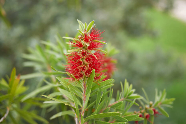 Inflorescencia de arbustos de Malaleuca citrina - Foto, imagen