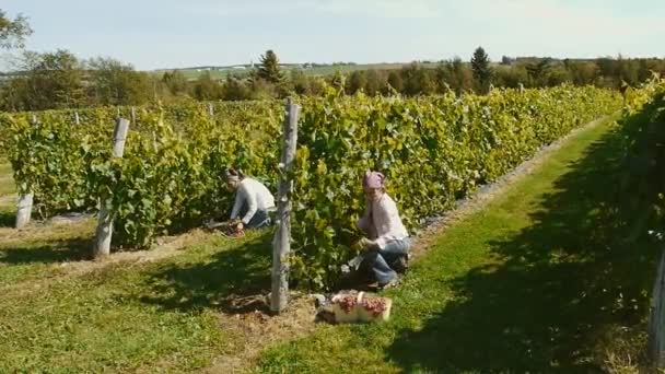 Working in the Vineyard 01 - Footage, Video