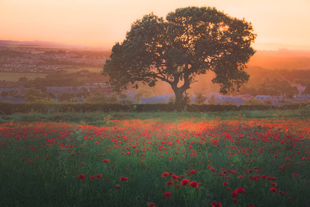 Сценічне ландшафтне поле червоних маків і самотнє дерево з золотим заходом або заходом сонця в сільській місцевості Ньютонгранж за межами Единбурга, Шотландія.. - Фото, зображення