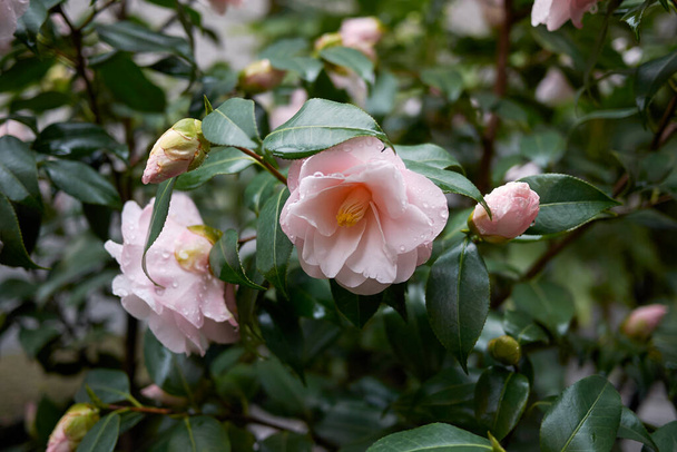 Camellia japonica con flor rosa - Foto, imagen