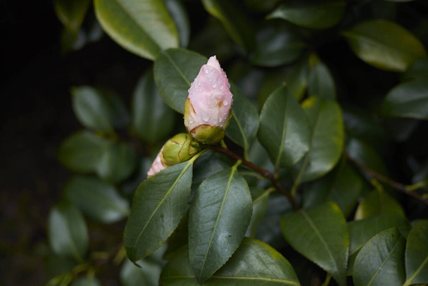 Camellia japonica with pink flower - Photo, Image
