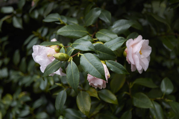 Camellia japonica with pink flower - Photo, Image