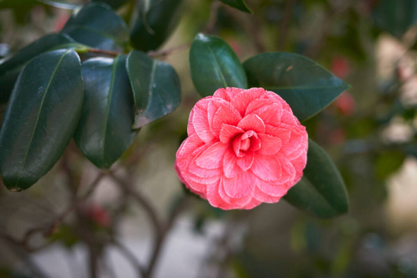 Камелія японська в цвітіння
 - Фото, зображення