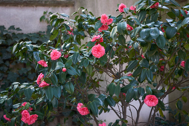 Camellia japonica virágzik - Fotó, kép