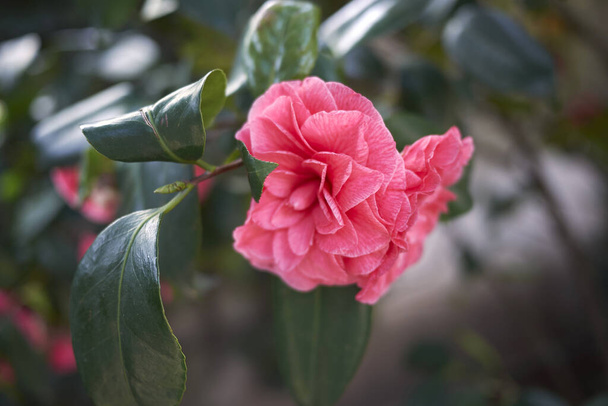 Camellia japonica en flor - Foto, imagen