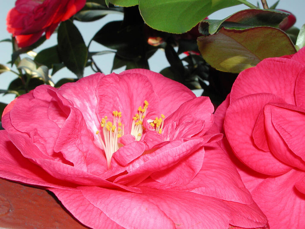 Камелія японська червона квітка
 - Фото, зображення