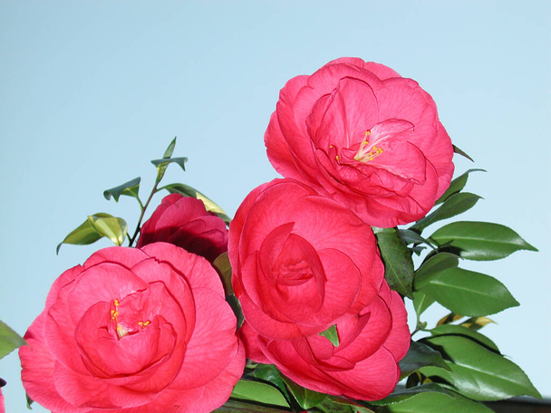Camellia japonica flor roja - Foto, imagen