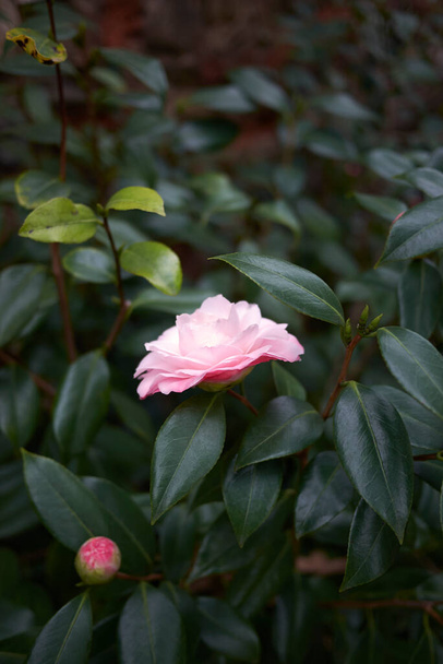  värikäs kukka Camellia japonica pensas - Valokuva, kuva