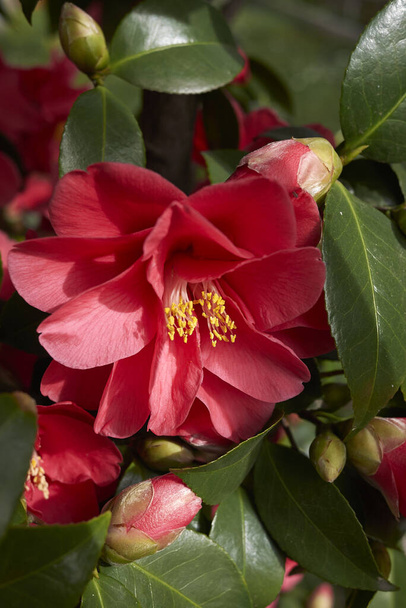  colorida flor de Camellia japonica arbusto - Foto, imagen