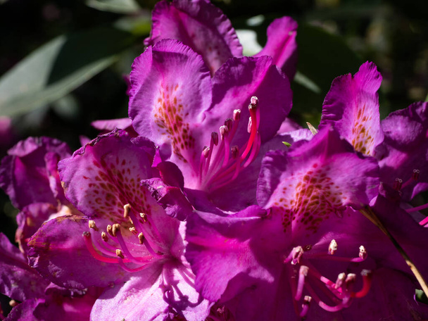 Rhododendron blooming flowers in the spring garden. Beautiful pink Rhododendron close up - Photo, Image