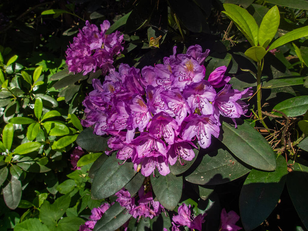 Το ροδόδεντρο ανθίζει λουλούδια στον ανοιξιάτικο κήπο. Όμορφο ροζ ροδόδεντρο κοντά - Φωτογραφία, εικόνα