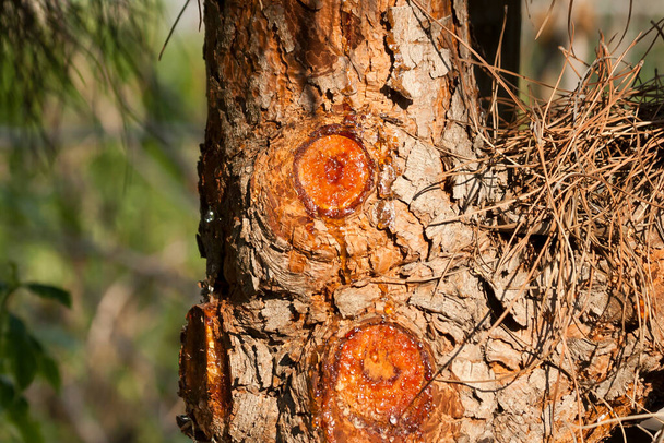 Detailní záběr borového kmene s pryskyřicí a suchými jehličkami na slunci - Fotografie, Obrázek
