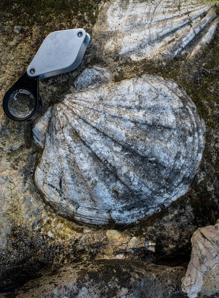 coquille fossile en calcaire et lentille manuelle . - Photo, image
